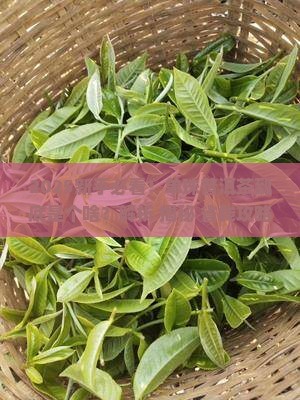 单珠普洱茶是什么意思