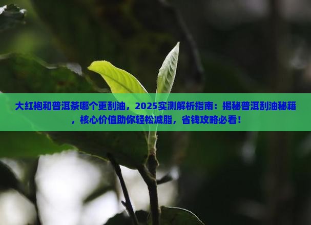 大红袍和普洱茶哪个更刮油