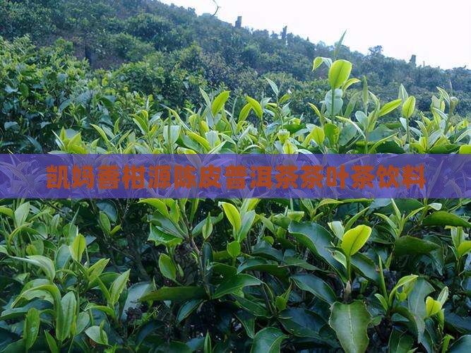 凯妈善柑源陈皮普洱茶