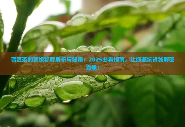 普洱茶的顶级称呼