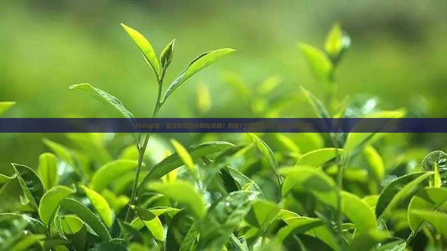 普洱茶里面有小颗粒是什么