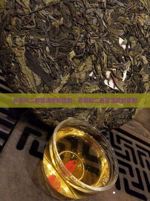 头春和二春普洱茶的区别