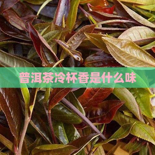 普洱茶冷杯香是什么味