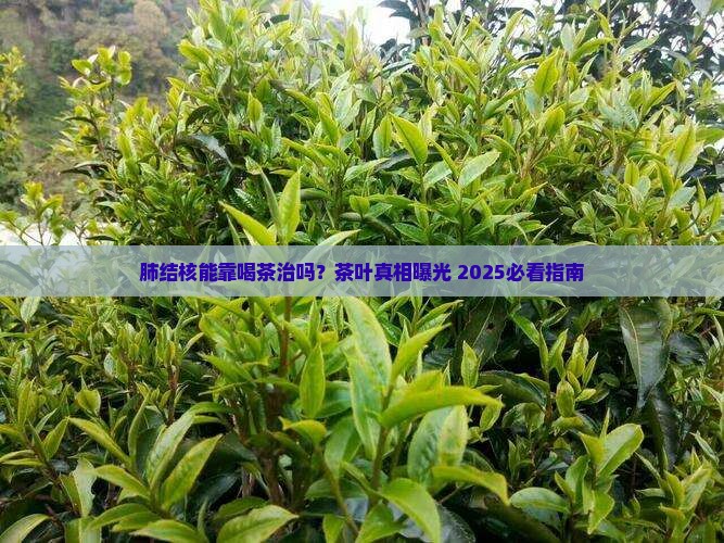 肺结核喝茶叶好吗