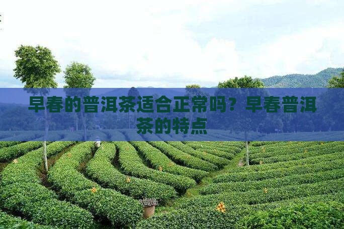 早春的普洱茶适合正常吗