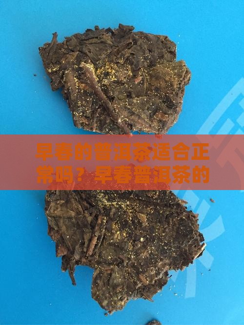 早春的普洱茶适合正常吗
