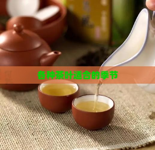 各种茶叶适合的季节