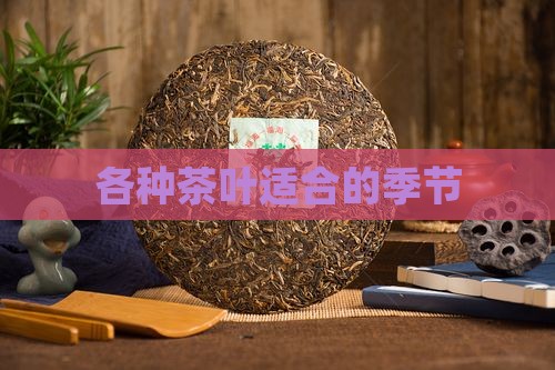 各种茶叶适合的季节