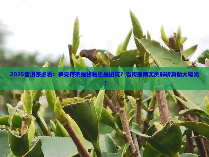 普洱茶可以用笋壳吗