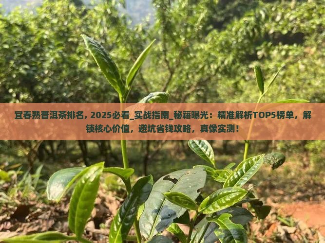 宜春熟普洱茶排名