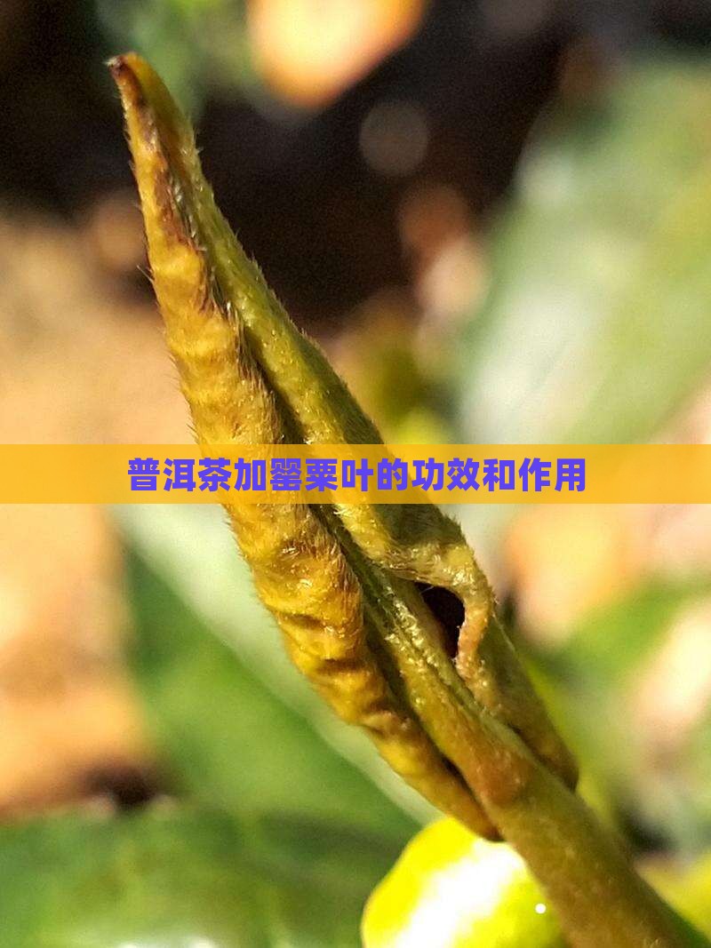 普洱茶加罂粟叶的功效和作用
