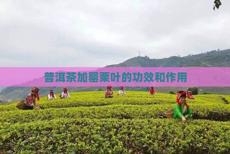 普洱茶加罂粟叶的功效和作用