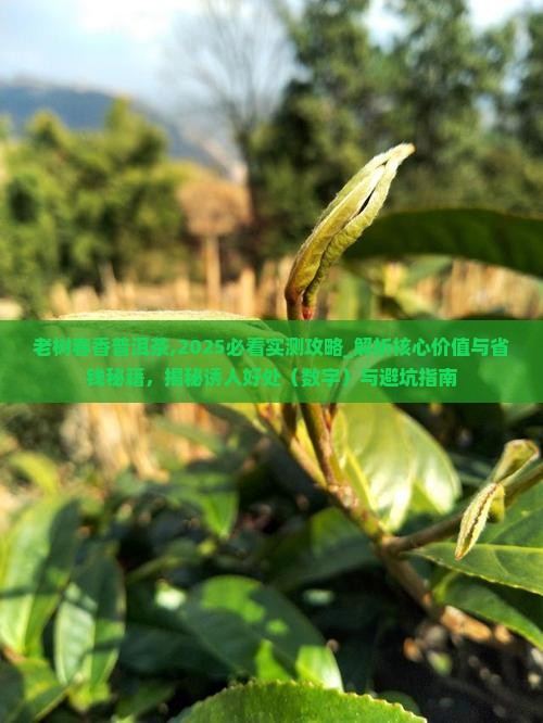老树春香普洱茶