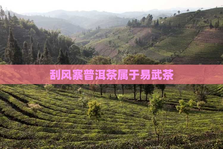 刮风寨普洱茶属于易武茶