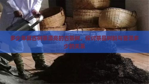 多少年算古树茶漂亮的古茶树