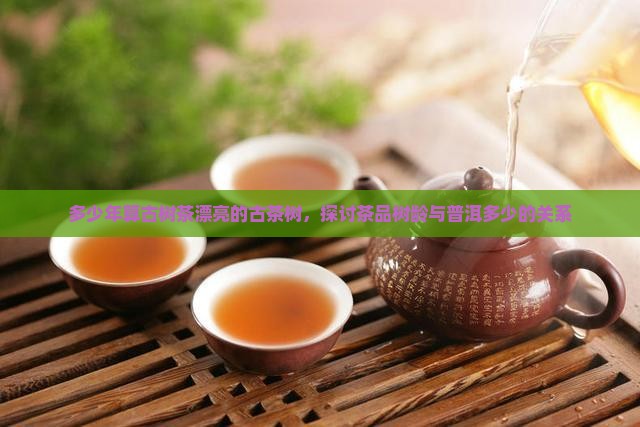 多少年算古树茶漂亮的古茶树