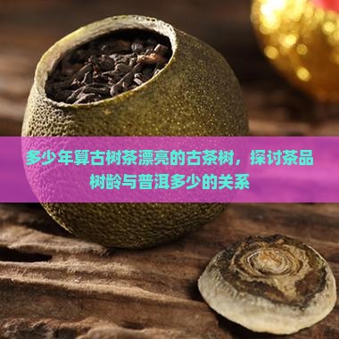 多少年算古树茶漂亮的古茶树