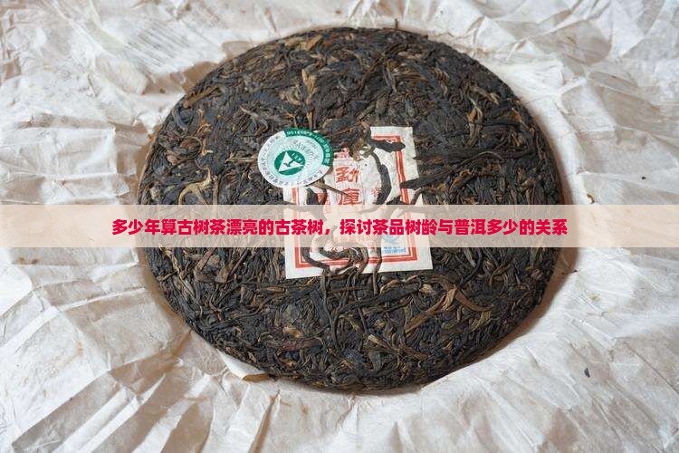 多少年算古树茶漂亮的古茶树