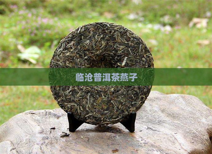 临沧普洱茶燕子