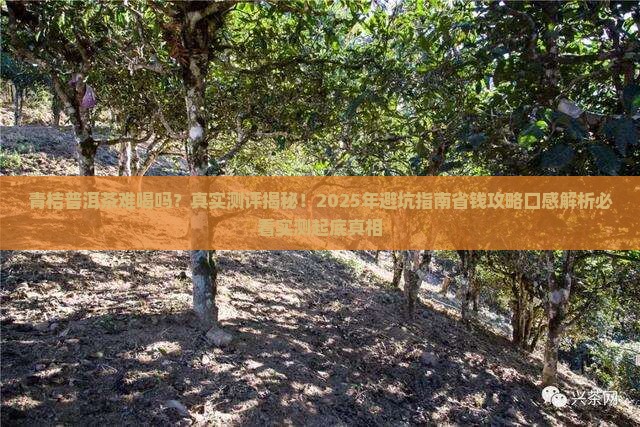 青桔普洱茶难喝吗