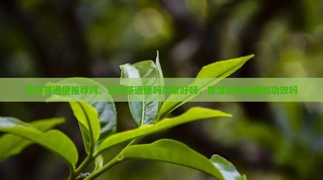 普洱茶通便推荐吗