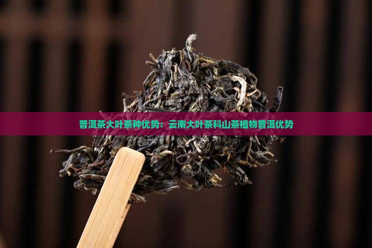普洱茶大叶茶种优势