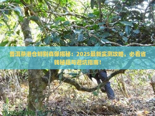普洱茶港仓辨别资料