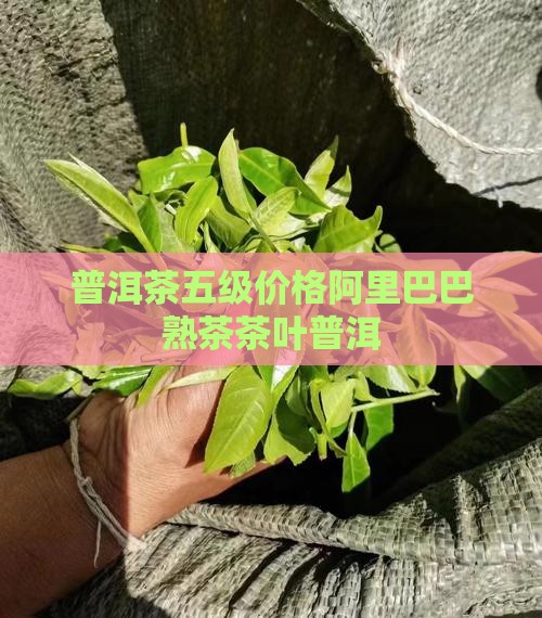 普洱茶5级多钱