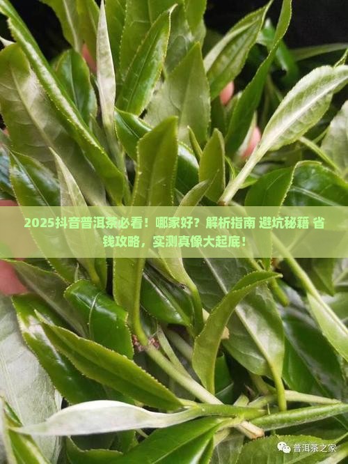 抖音普洱茶哪家好