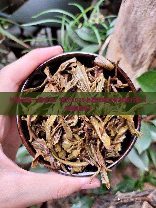 与普洱茶一起成长