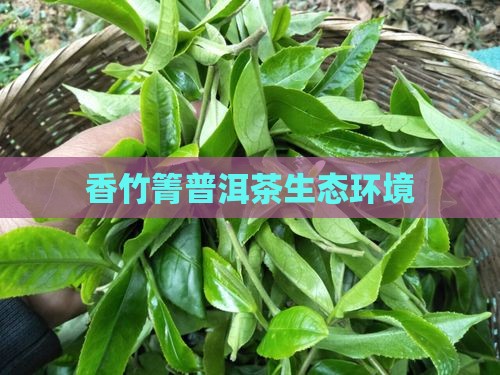 香竹箐普洱茶生态环境