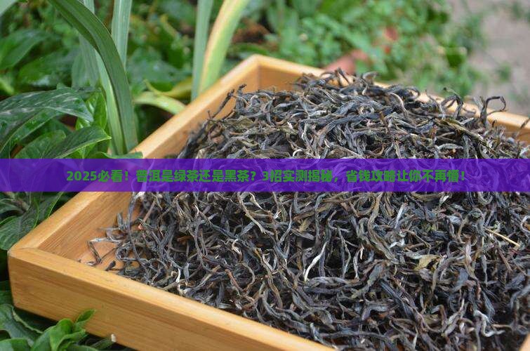普洱属于绿茶还是黑茶