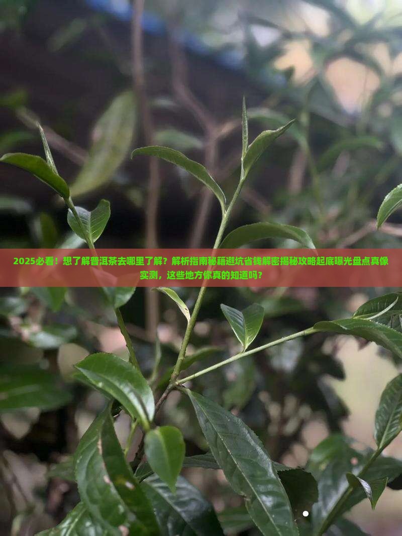 想了解普洱茶去哪里了解