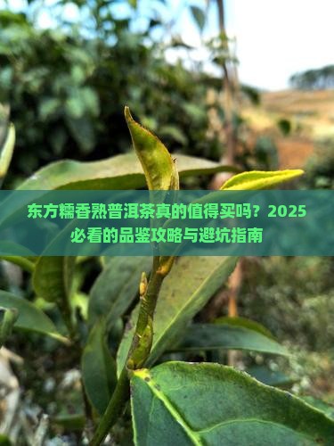 东方糯香熟普洱茶怎么样 东方糯香熟普洱茶怎么样