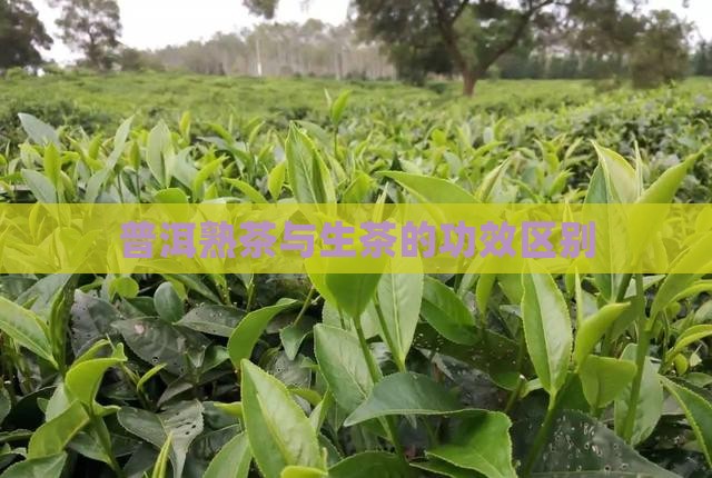 普洱熟茶与生茶的功效区别