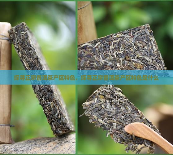 探寻正宗普洱茶产区特色