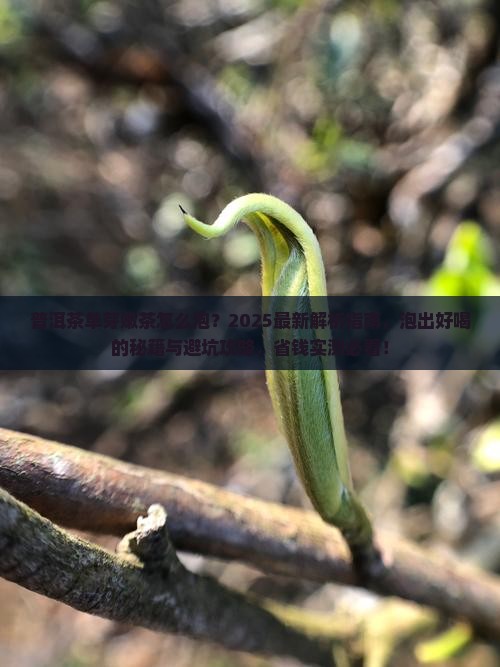 普洱茶单芽嫩茶怎么泡