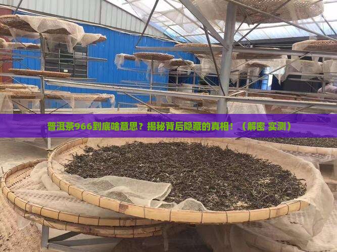 普洱茶966是啥意思