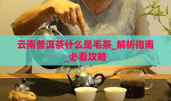 云南普洱茶什么是毛茶
