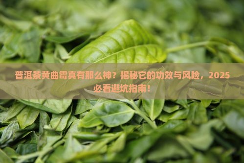普洱茶黄曲霉的功效