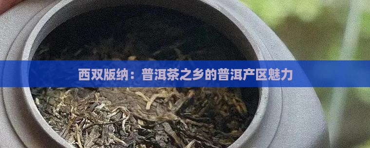 西双版纳是普洱茶之乡吗