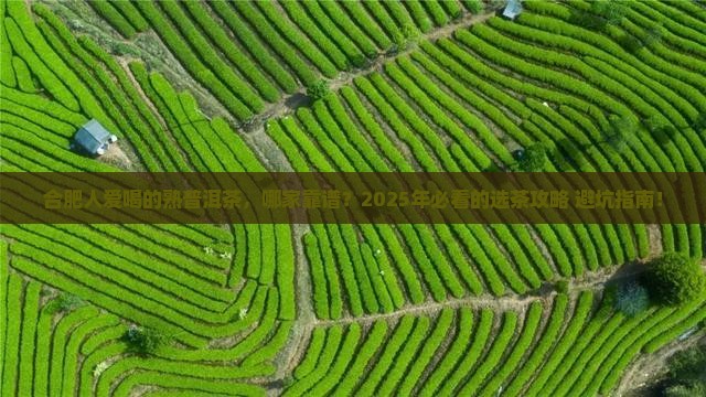合肥熟普洱茶供应商