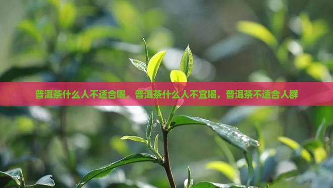 普洱茶什么人不适合喝