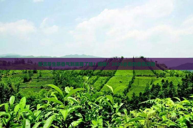 普洱茶生茶香气