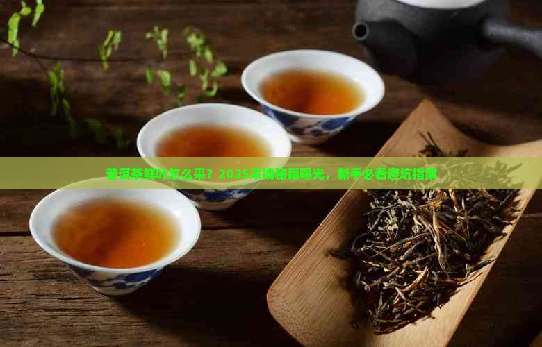 普洱茶鲜叶采摘标准