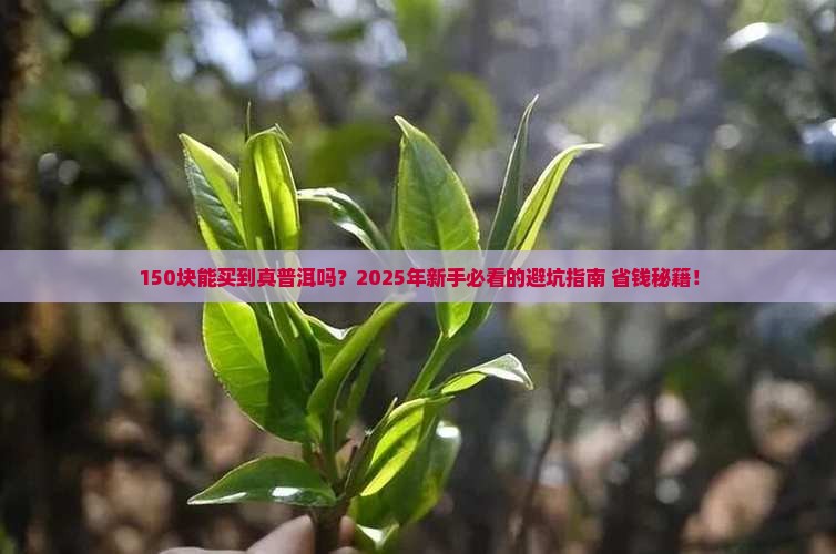 150元左右的普洱茶