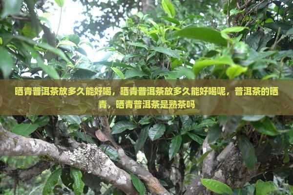 晒青普洱茶放多久能好喝