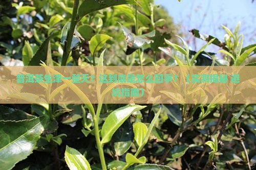 普洱茶生津一整天