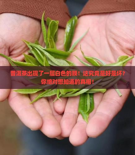 普洱茶出现了一层白色的膜