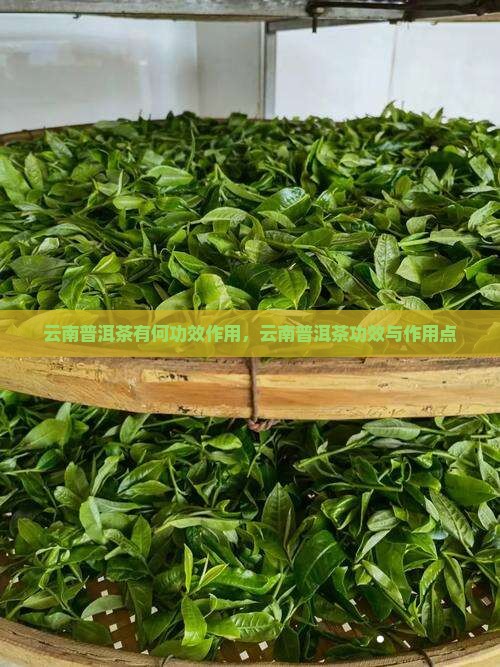 云南普洱茶有何功效作用